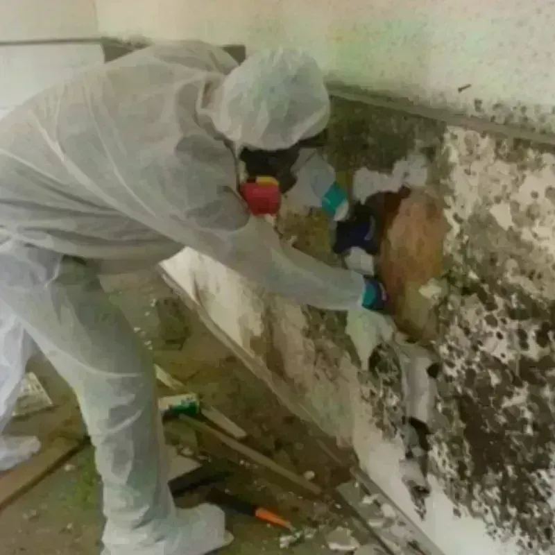 Mold Remediation and Removal in Cowarts, AL